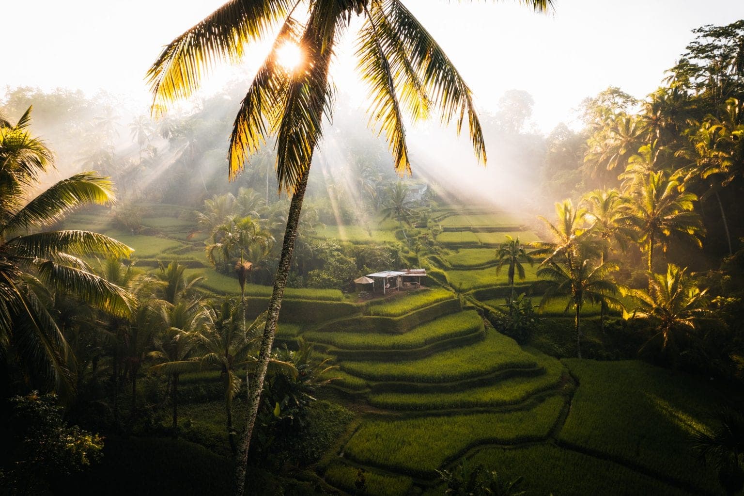 Golden light over Bali rice terraces during the integration day